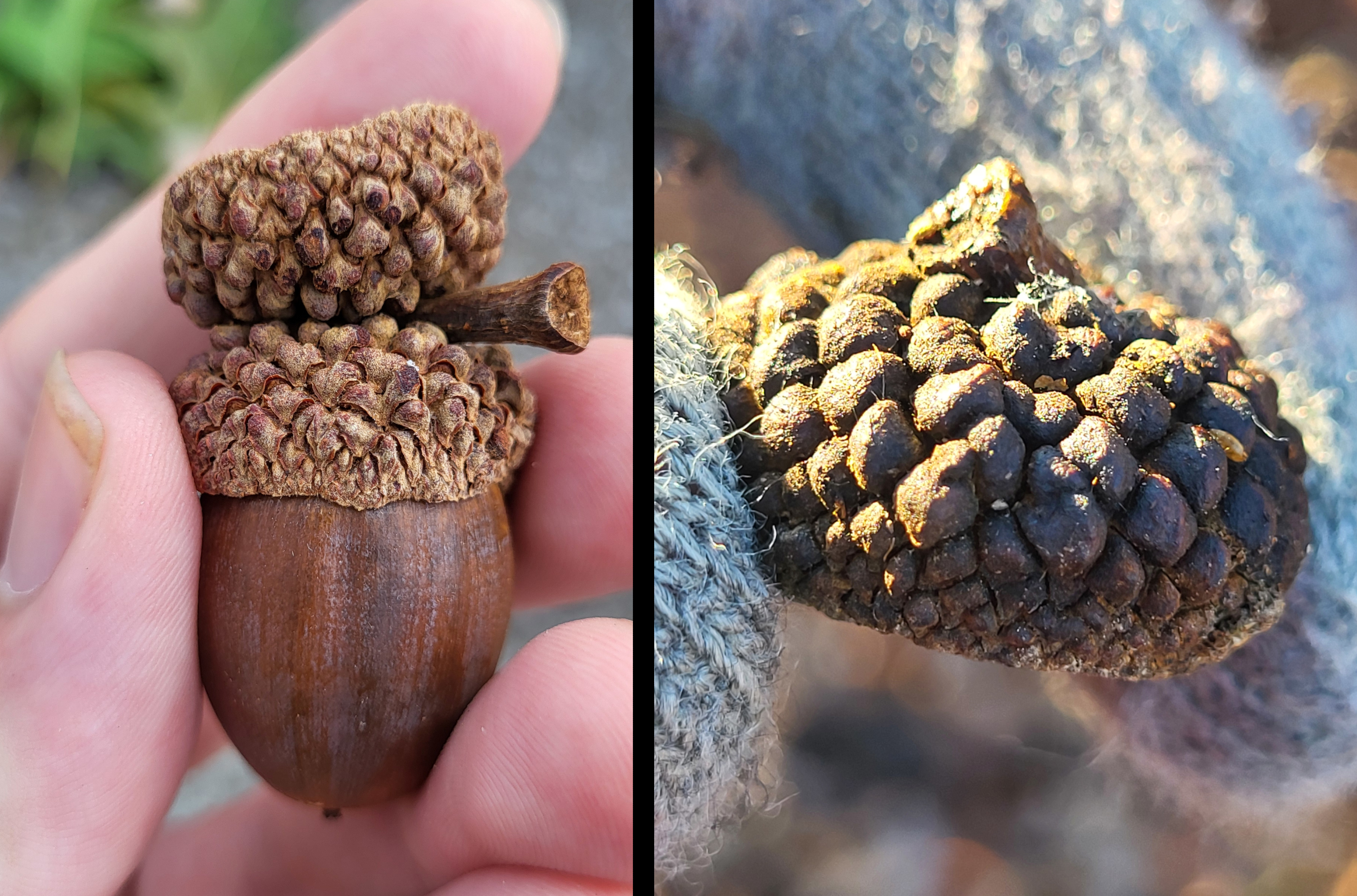 quercus alba acorn