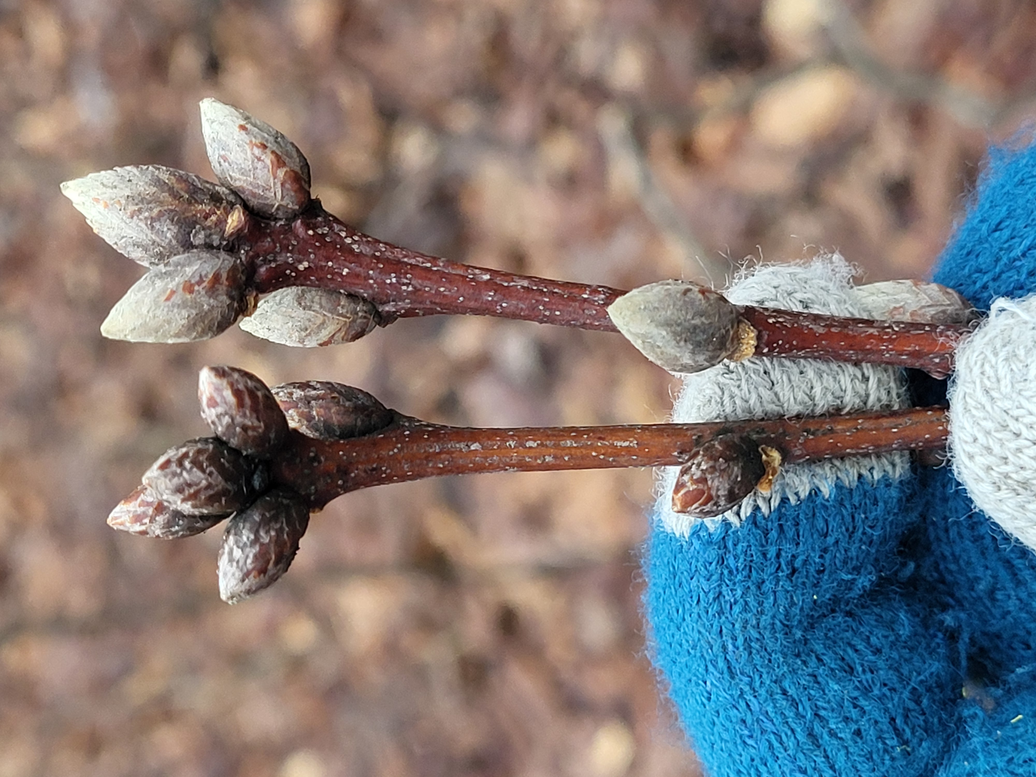 quercus coccinea vs quercus velutina buds